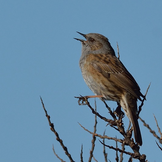 Heggenmus